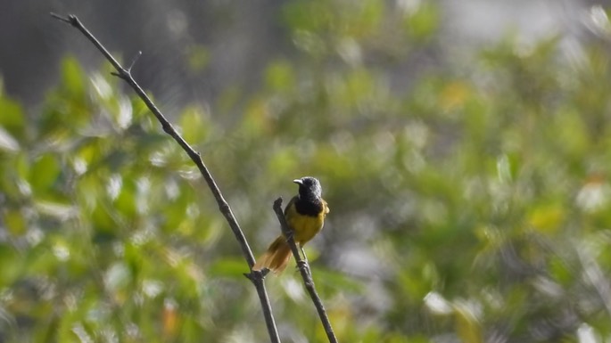 Warbler, Oriole 1