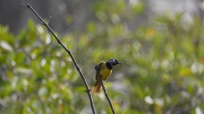 Warbler, Oriole 2