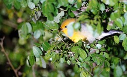 Warbler, Prothonotary  Protonotaria citrea