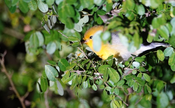 Warbler, Prothonotary  Protonotaria citrea