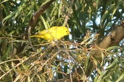 Warbler, Yellow - Steophaga petechia - Rancho Primavera, El Tuito, Jalisco, Mexico1