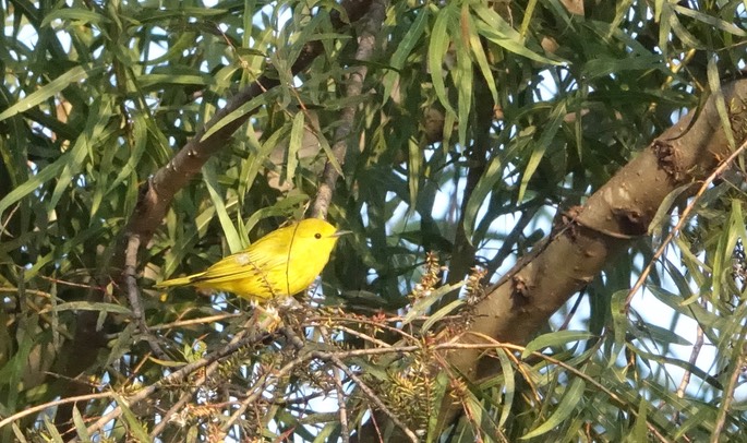 Warbler, Yellow - Steophaga petechia - Rancho Primavera, El Tuito, Jalisco, Mexico2