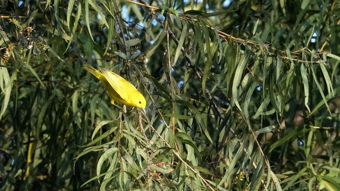 Warbler, Yellow - Steophaga petechia - Rancho Primavera, El Tuito, Jalisco, Mexico