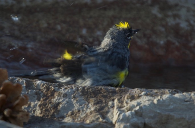 Warbler, Yellow-rumped 5