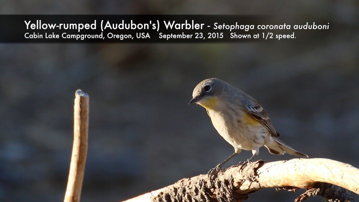 Warbler, Yellow-rumped (Oregon)