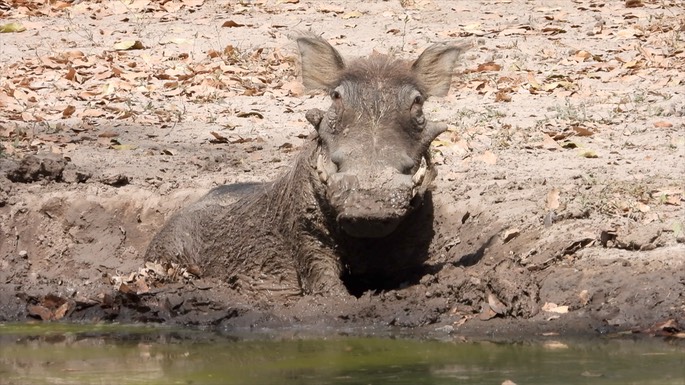 Warthog - Senegal 1