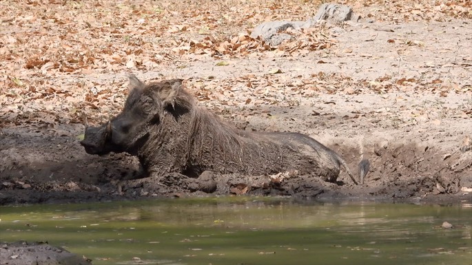 Warthog - Senegal 2