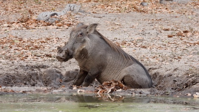 Warthog - Senegal 3