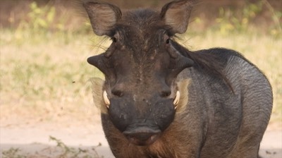 Warthog - Senegal 4
