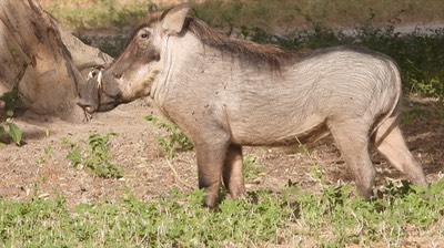 Warthog - Senegal 5