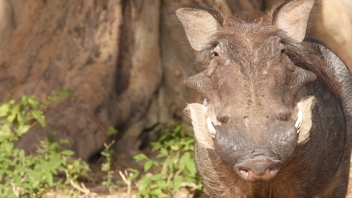 Warthog - Senegal 6