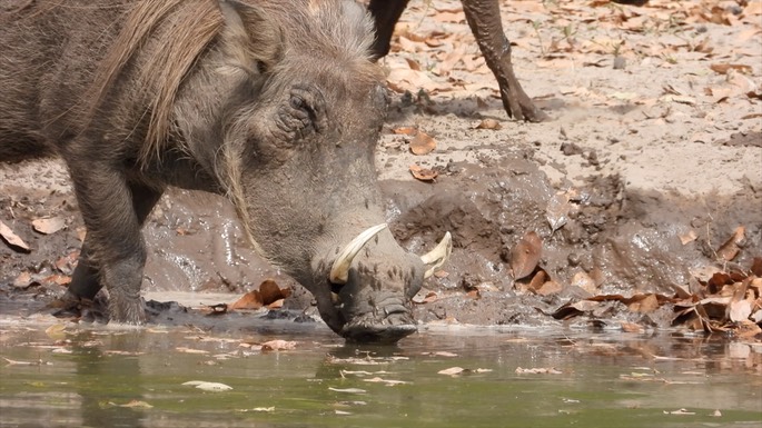 Warthog - Senegal 7