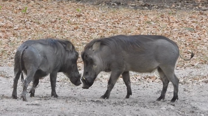 Warthog - Senegal 8