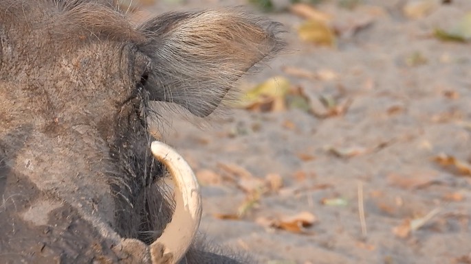 Warthog - Senegal 9