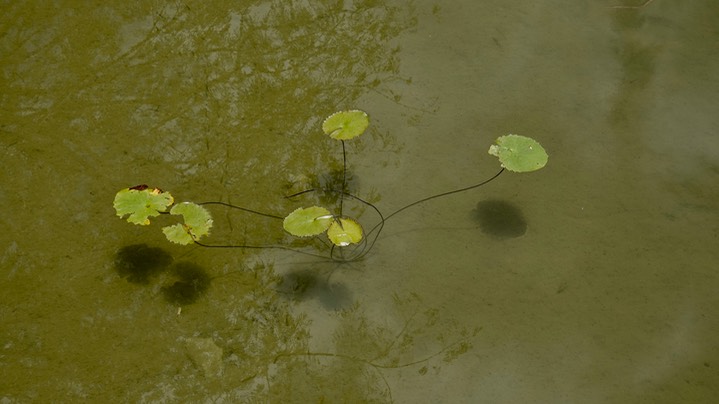 Water-Lily, Dotleaf - Nymphaea ampla