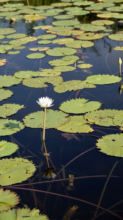 Water-Lily, Dotleaf32