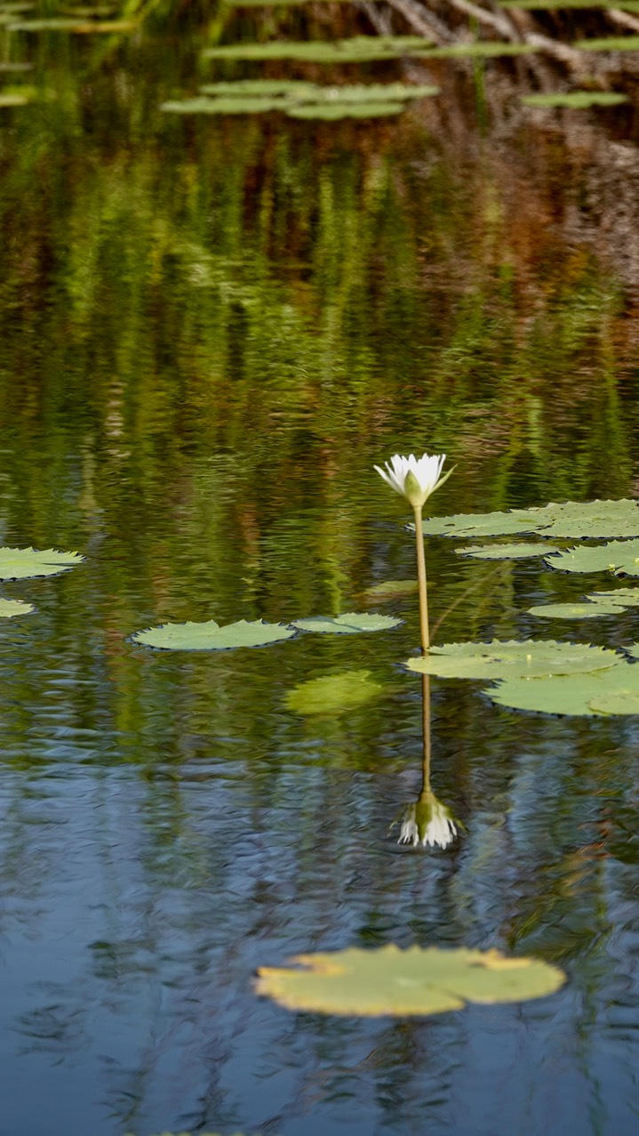 Water-Lily, Dotleaf33