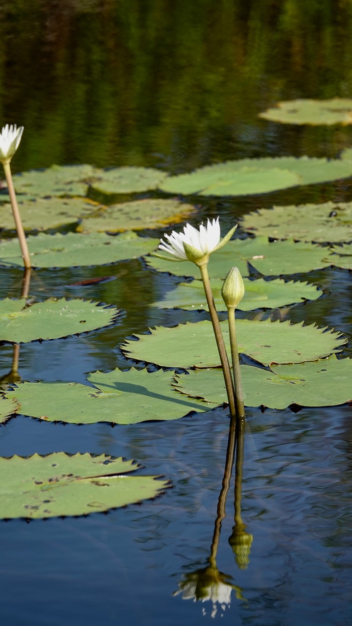 Water-Lily, Dotleaf34