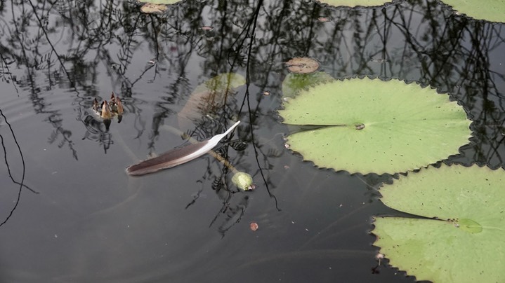 Water-Lily, Dotlear