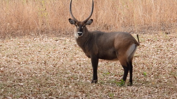 Waterbuck - Senegal 1