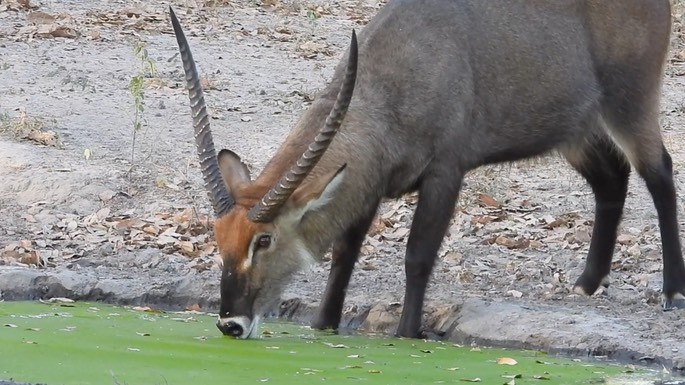 Waterbuck - Senegal 2