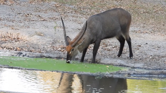 Waterbuck - Senegal 3