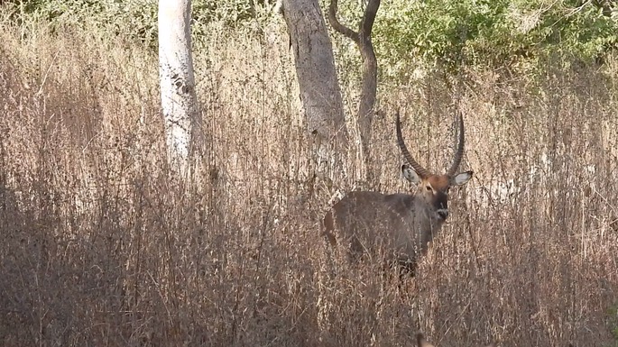 Waterbuck - Senegal 4