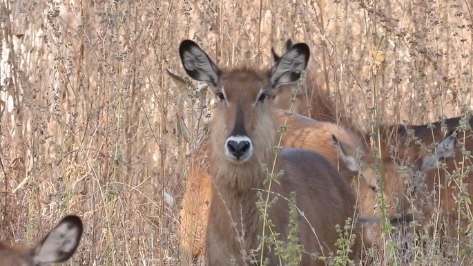 Waterbuck - Senegal 5