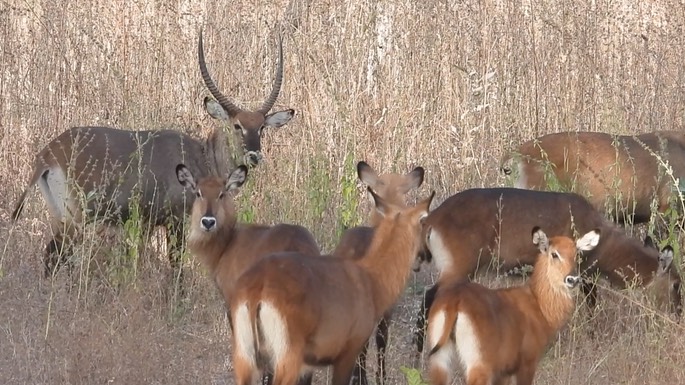 Waterbuck - Senegal 6