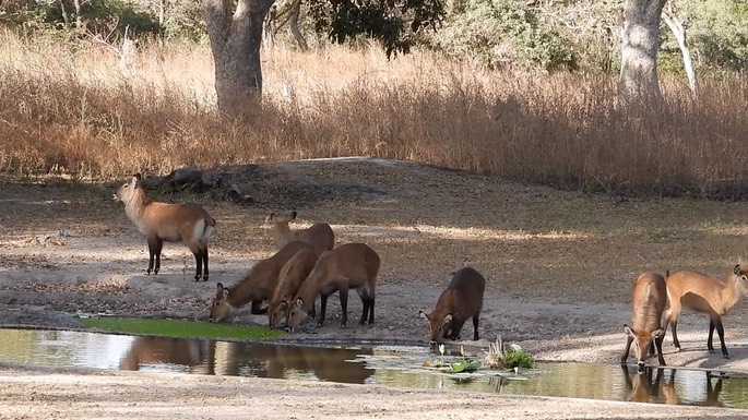 Waterbuck - Senegal 8