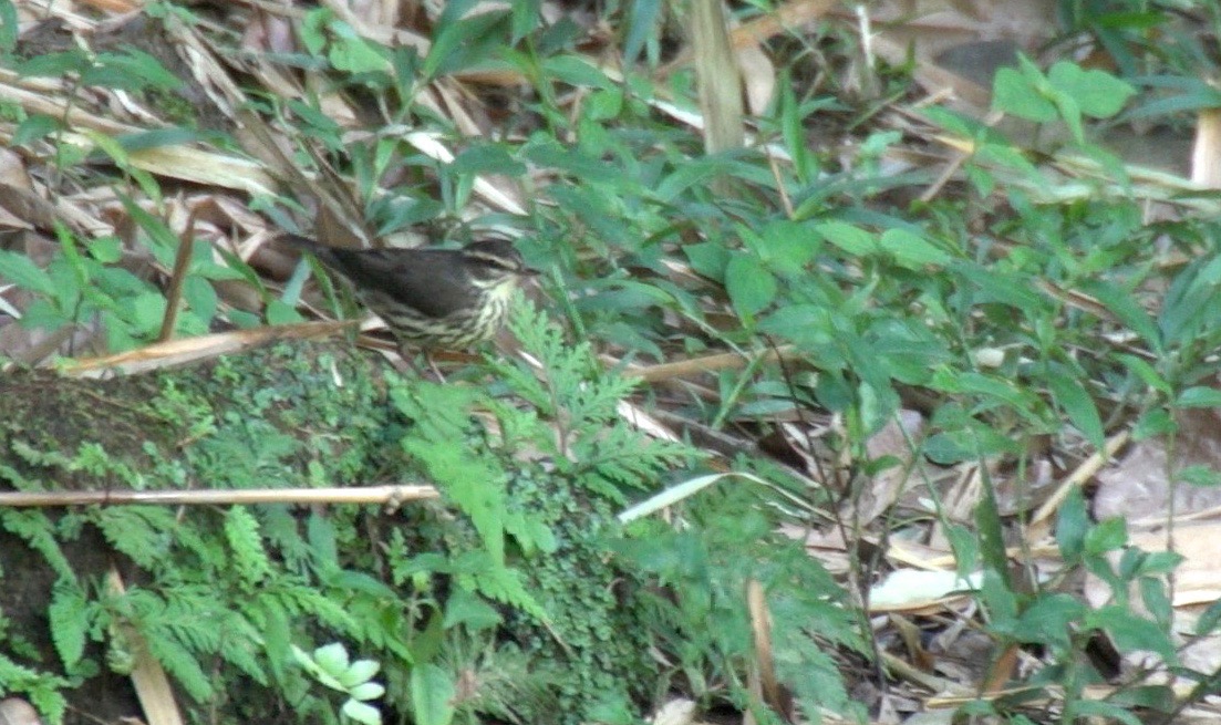 Waterthrush, Northern