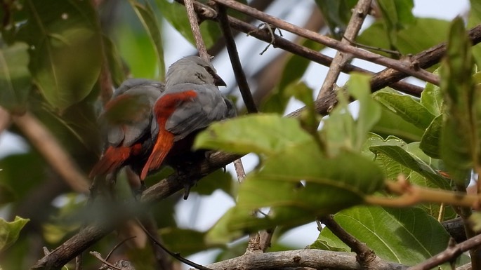 Waxbill, Lavender 1