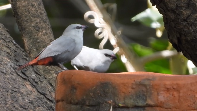 Waxbill, Lavender 3