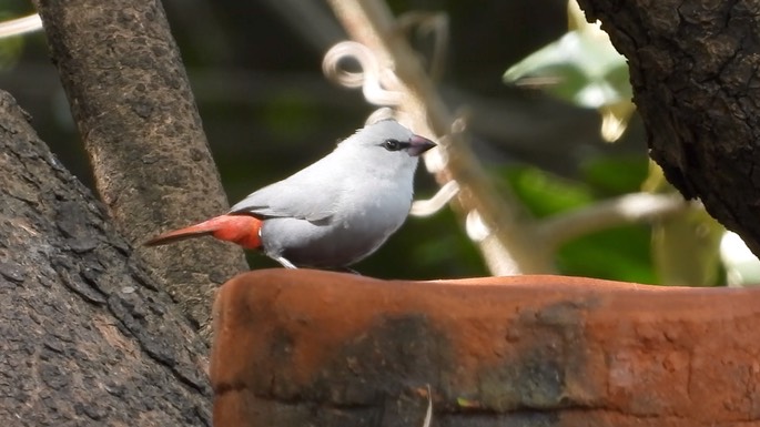 Waxbill, Lavender 4