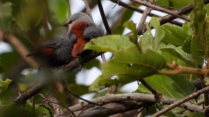 Waxbill, Lavender 5