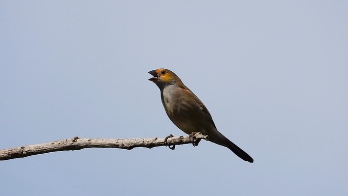 Waxbill, Orange-cheeked 1