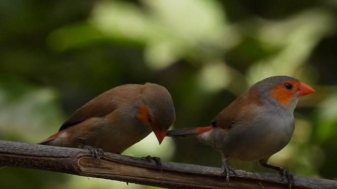 Waxbill, Orange-cheeked 3