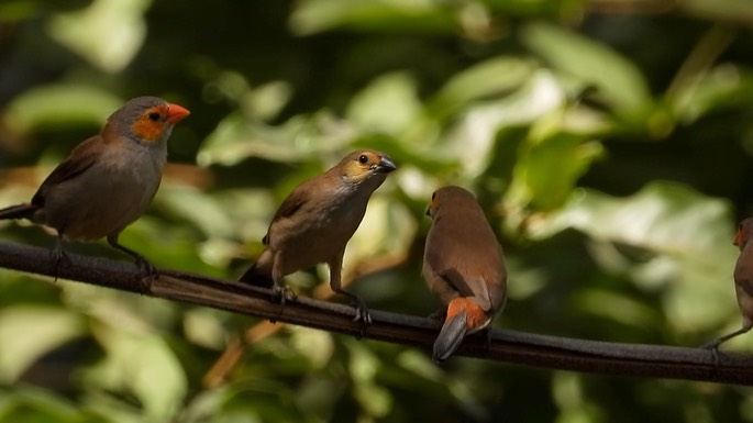 Waxbill, Orange-cheeked 4