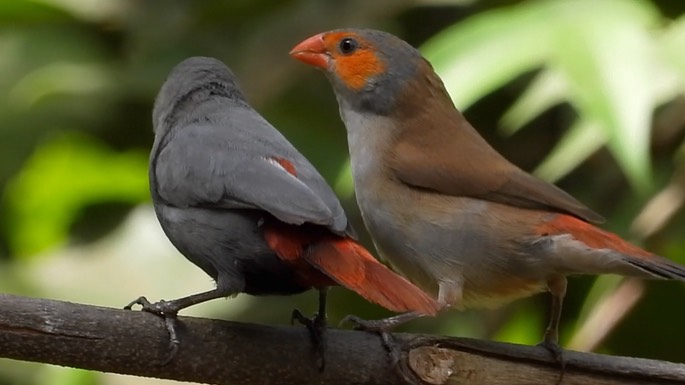 Waxbill, Orange-cheeked 5