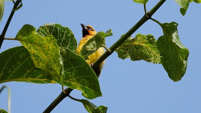 Weaver, Black-necked 1