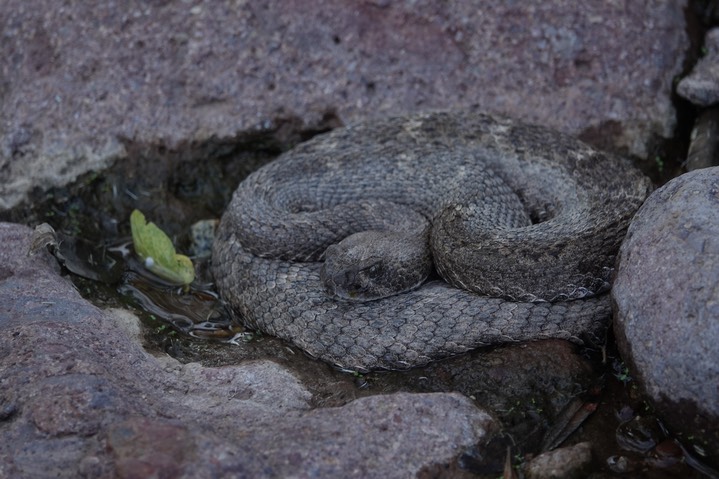 Western Diamondback Percha Box 9-5b