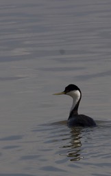 Western Grebe, Aechmophorus occidentalis5