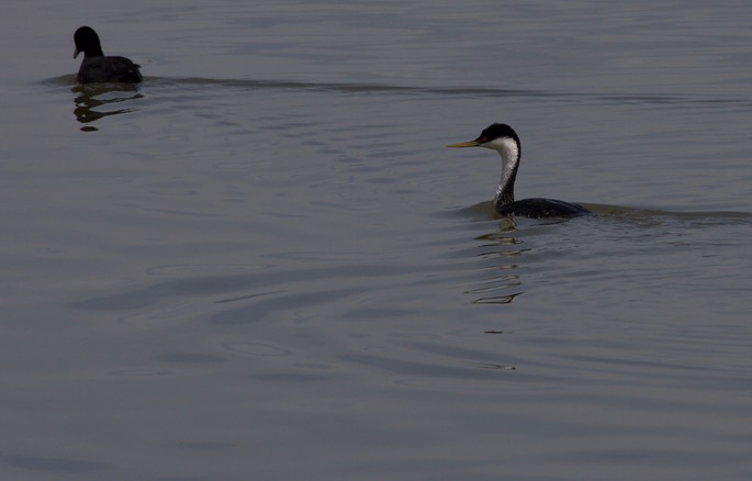 Western Grebe, Aechmophorus occidentalis3