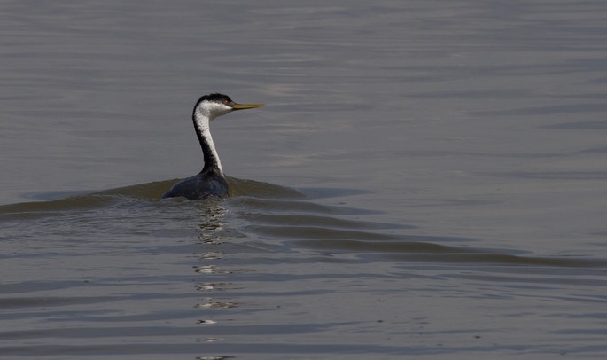 Western Grebe, Aechmophorus occidentalis2