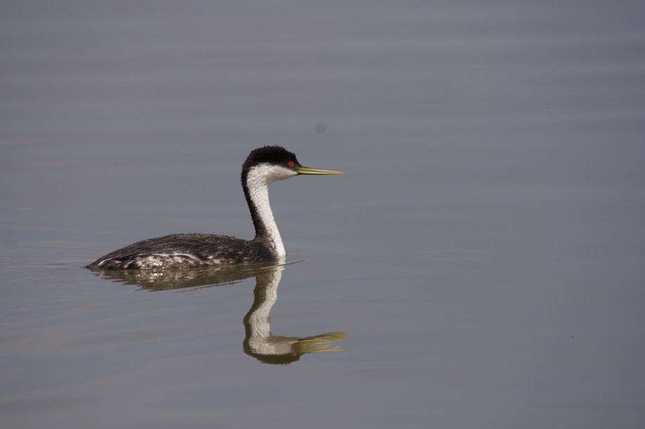 Western Grebe, Aechmophorus occidentalis6