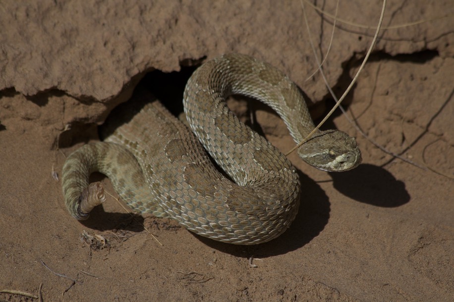 Western Prairie Rattlesnake