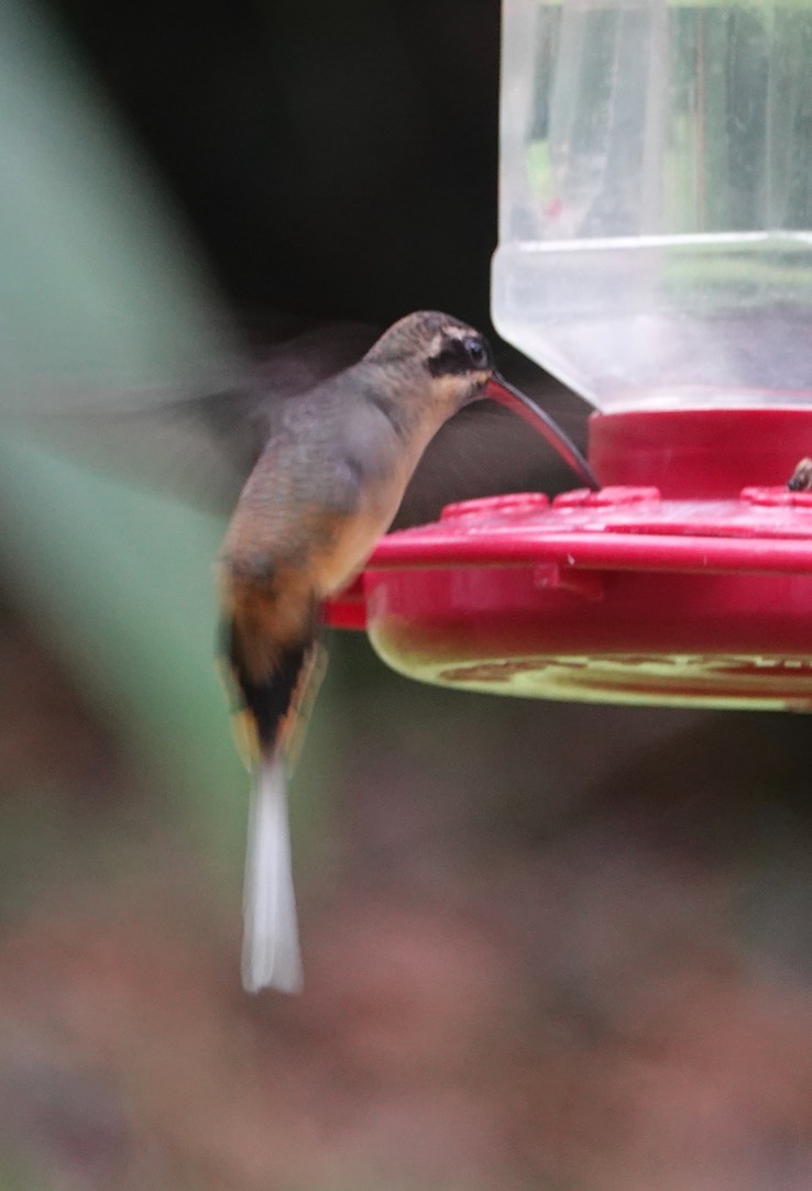 Western Tawny-bellied Hermit i1