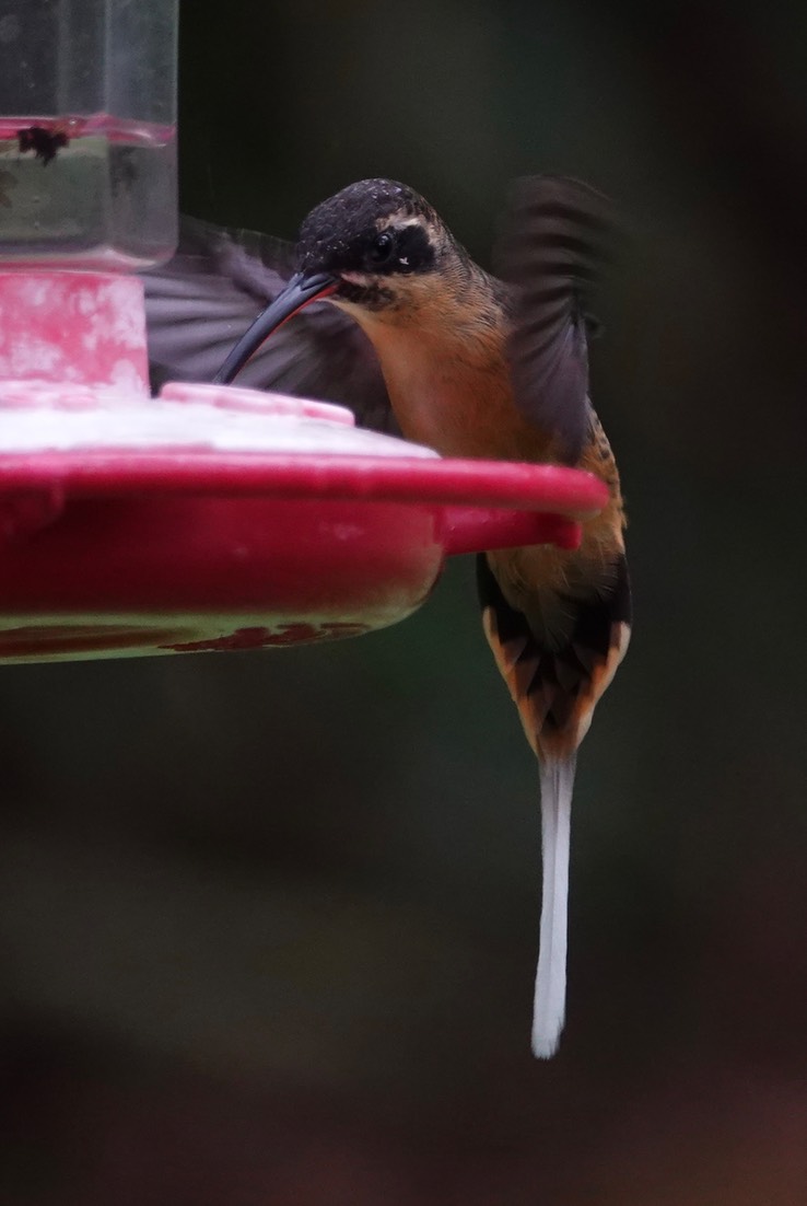 Western Tawny-bellied Hermit1