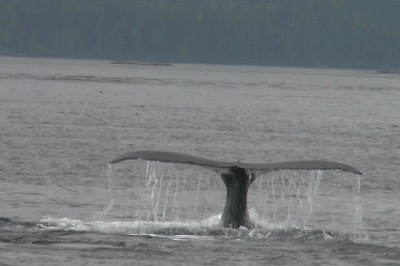Whale, Humpback 12