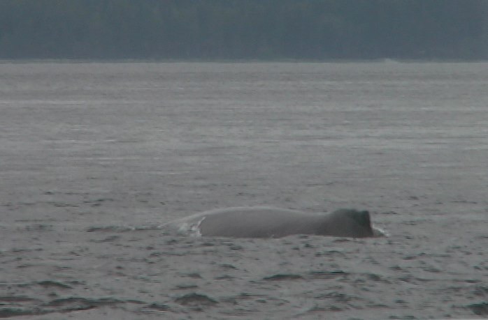 Whale, Humpback 17